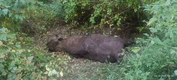 На Львівщині вантажівка збила 700-кілограмового зубра (фото 18+)