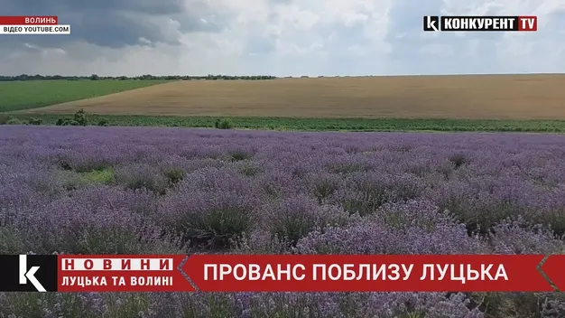 Окрім тюльпанів, лілій, хризантем: «Волинська Голландія» відкриє лавандові поля (фото, відео)