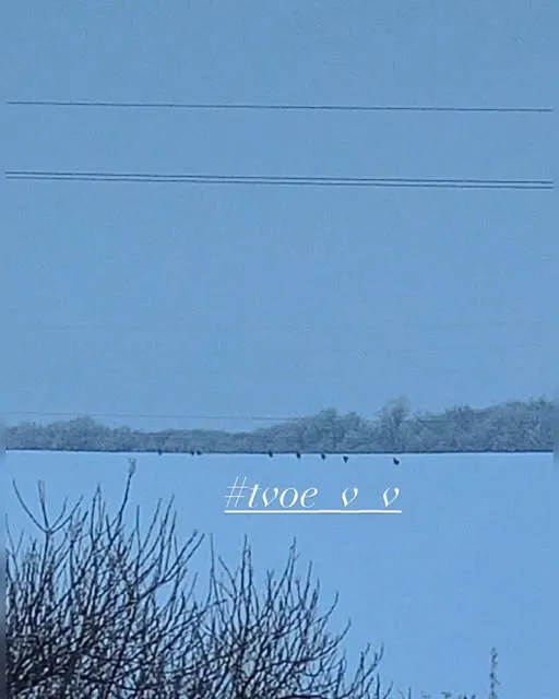 Волинян нажахала зграя вовків біля села (фото)