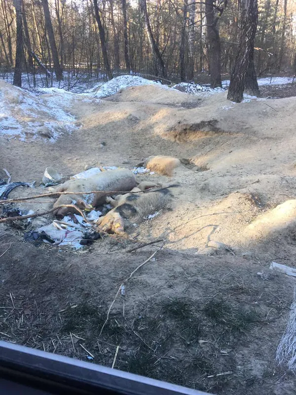 На Волині в лісі знайшли туші дохлих свиней (ФОТО. 18+)
