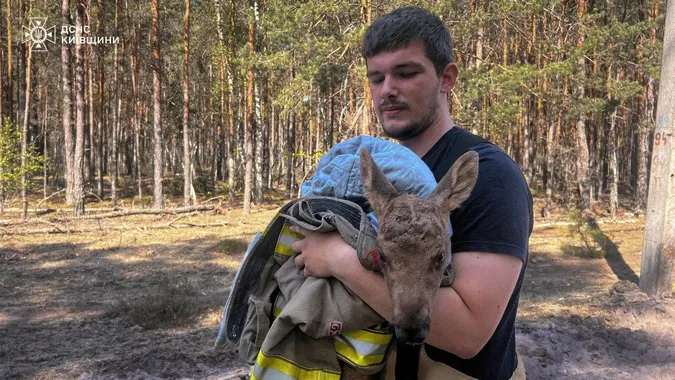 Крихітне лосеня у пожежі загубило маму – його врятували зі спаленої землі Чорнобильського лісу (фото)