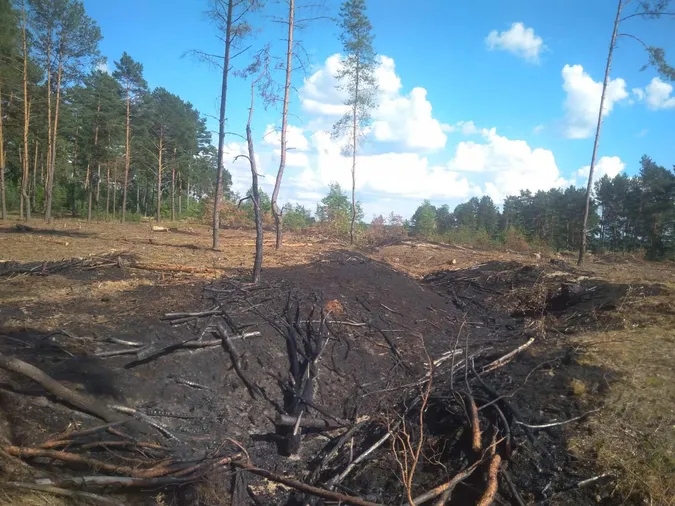 Буде забудова: на Волині незаконно зрубали майже 700 дерев (фото)