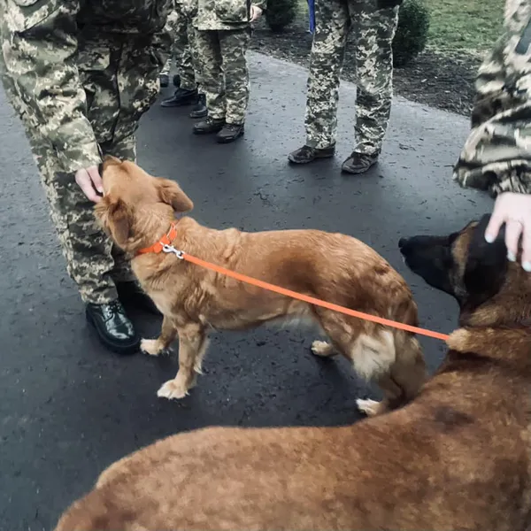 Емоційна реабілітація постраждалих: в Міноборони порадили медикам залучати собак (фото)