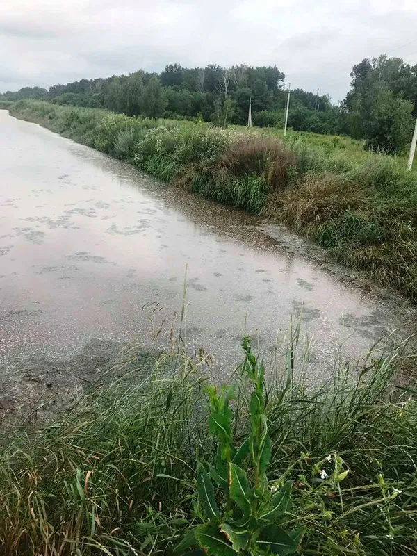 Знайшли нове джерело смороду – поля зі зливами Рожищенського сирзаводу (фото)