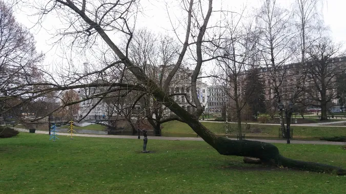 #Сім_сорок. НедоРИГАний Луцьк: дерева