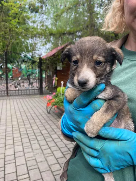 Під Луцький зоопарк підкинули цуценят: чоловіка зафіксували камери (фото, відео)