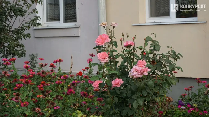 Квіти, песики, каштани: Дубнівська у Луцьку восени (фото)