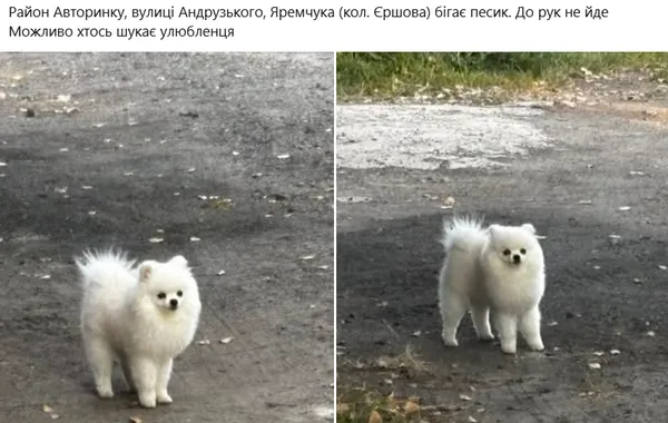 У Луцьку після ворожої атаки масово зникли собаки: що відбувається (фото)
