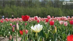 Яскраві кольори й незабутні емоції: волиняни діляться світлинами з тюльпанового поля