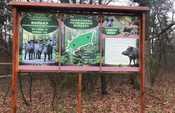У волинському лісі з'явився вольєр для диких кабанів (фото)