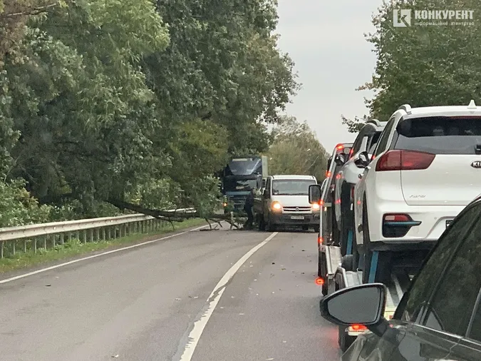 На трасі під Луцьком дерево впало на автівку (фото)