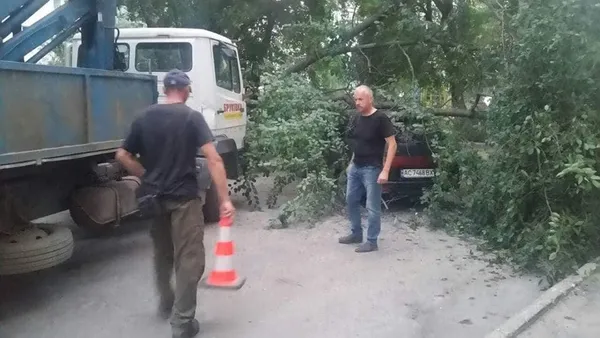 У Луцьку сильний вітер звалив дерево на авто (фото)