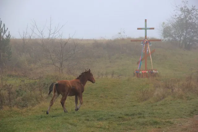 Містично-туманна Волинь: показали таємничі закутки регіону (фото)