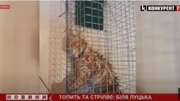 «Топить та стріляє»: біля Луцька шкуродер знущається з тварин (відео)