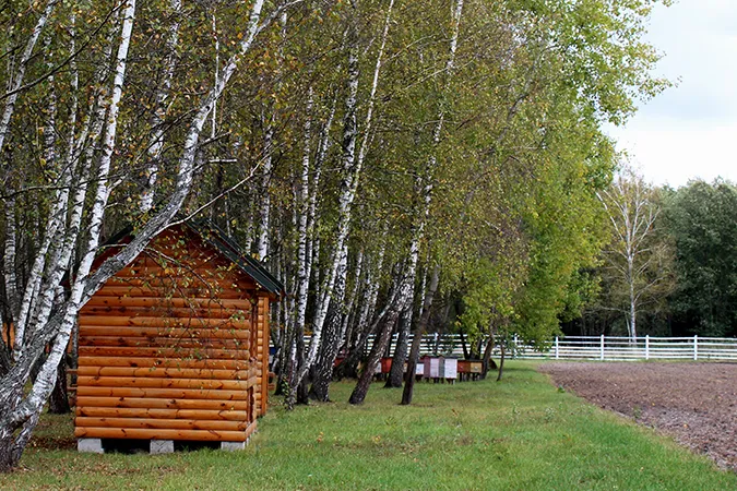 Не тільки дрова, або Необмежені можливості волинських лісів