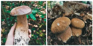 У яких лісах Волині вже завершується грибний сезон (фото)