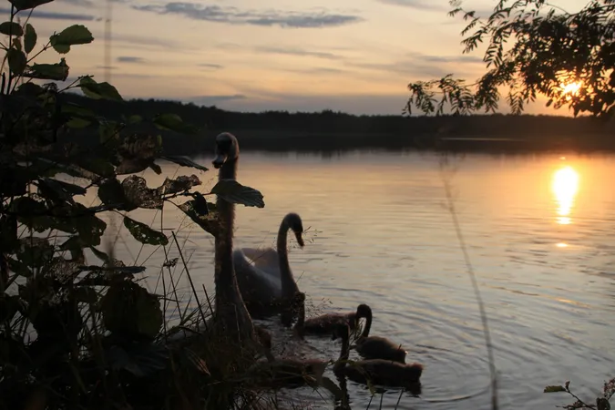 Рай серед лісів Полісся: які озера Волині вражають чистою водою (фото)