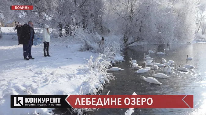 «Хліб - це людська їжа»: чому через необізнаність волинян можуть хворіти лебеді (відео)