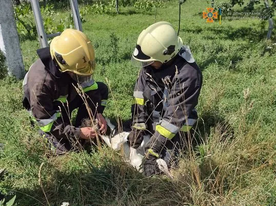 На Волині врятували лелеку, який заплутався у мотуззі і зламав лапу (фото)
