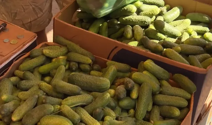 На базарі у Луцьку – огірковий бум: скільки коштує кілограм (відео)