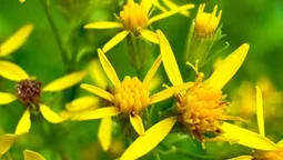 Яскрава пастка: у лісі зацвіла дивовижна отруйна квітка (фото)