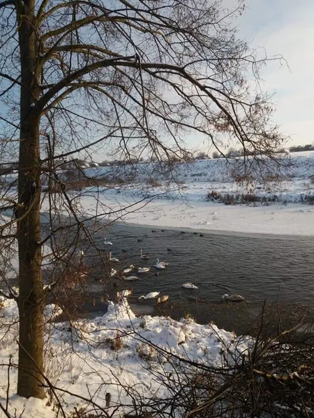 У волинському місті на «білих берегах» оселилась зграя лебедів (фото)