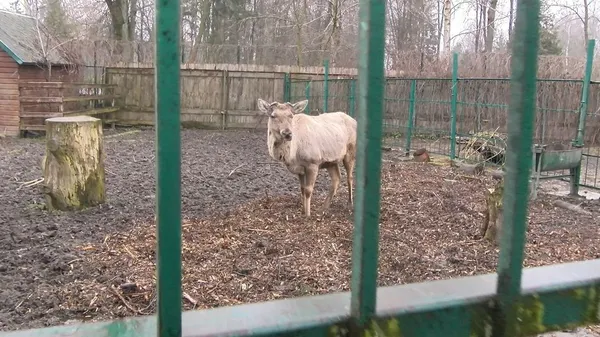 Тваринки та квіти: у Луцькому зоопарку представили власні поштові марки (фото, відео)