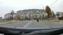 «Безсмертний» візочник у Луцьку лякає водіїв (відео)