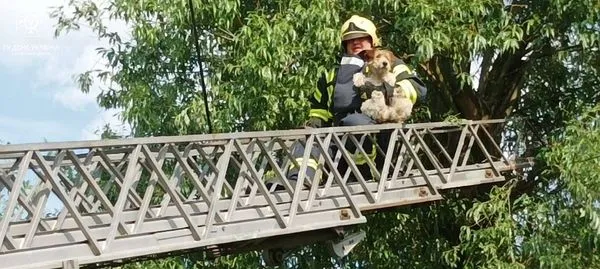 Дістали з дерева собаку, а з канави – корову: на Волині рятували тварин (фото)