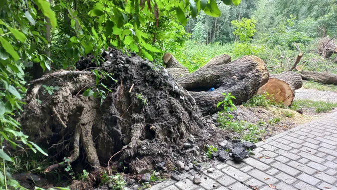 У луцькому ботанічному саду на Шопена падають дерева (фото)