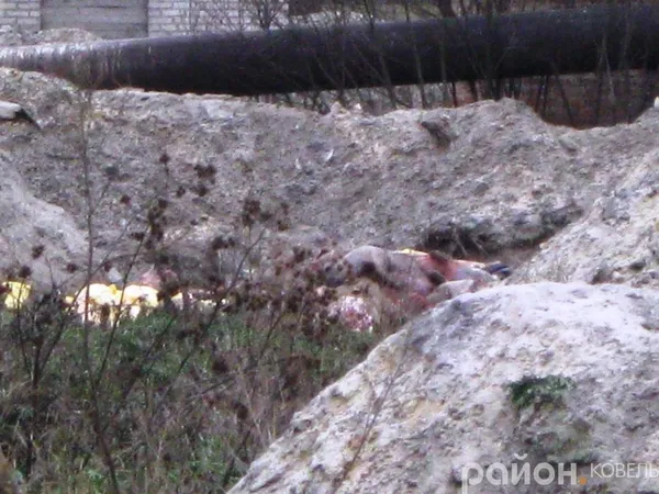 «Укрветсанзавод» скидає туші  тварин на околицях Ковеля (фото)
