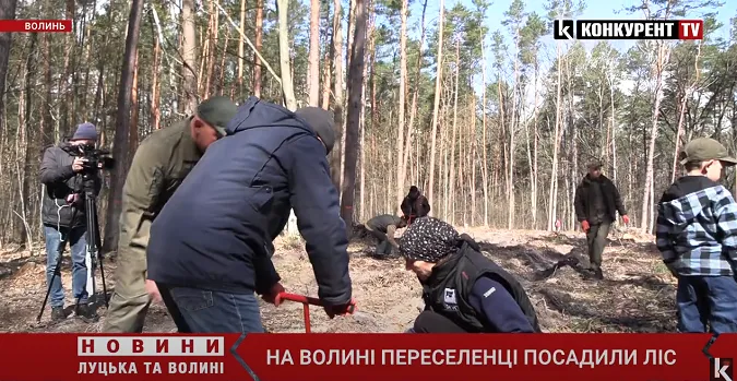 Три тисячі дерев: на Волині переселенці висадили молодий ліс (відео)