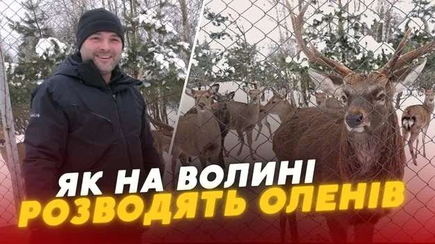 Як у Тойкуті на Волині розводять оленів (відео)