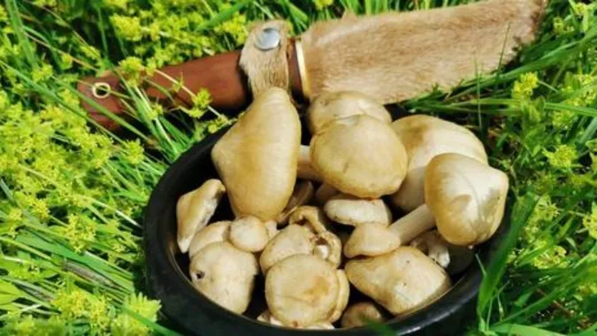 Перші весняні гриби: що, де і коли шукати