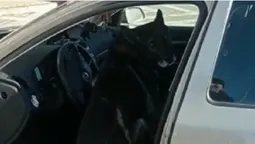 В «Устилузі» службовий пес знайшов марихуану в авто поляка (відео)