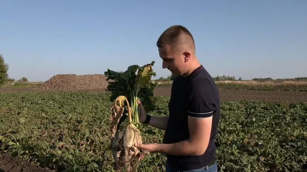 Зібрали понад 80 тисяч тонн врожаю: на Волині копають буряки (фото, відео)