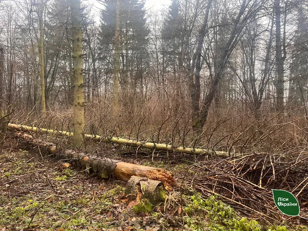 Маніпуляції не спрацювали: у мережі спростували фейк про волинських лісівників (фото)