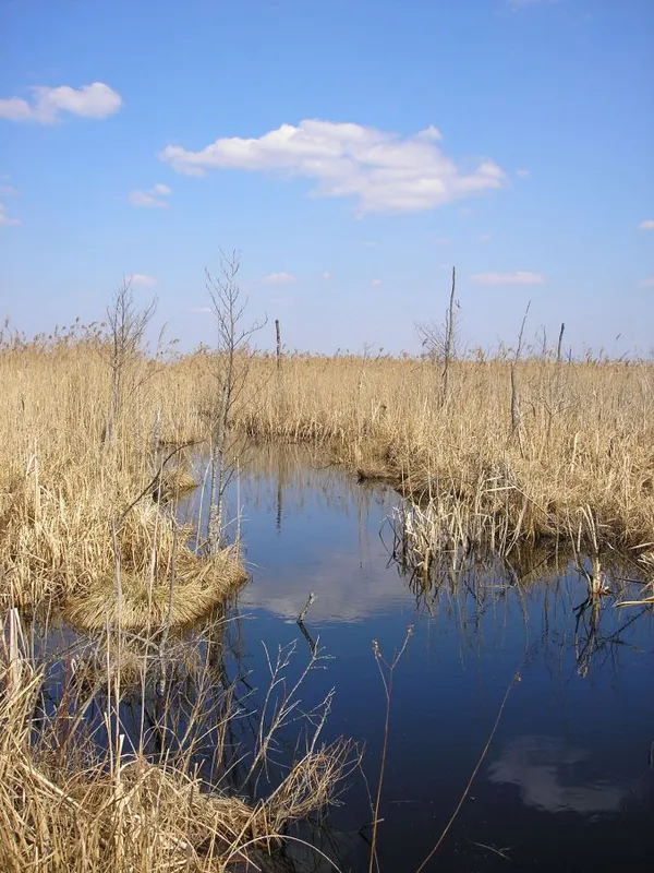 Всесвітній день водно-болотних угідь: що відомо про Черемське болото на Волині (фото)