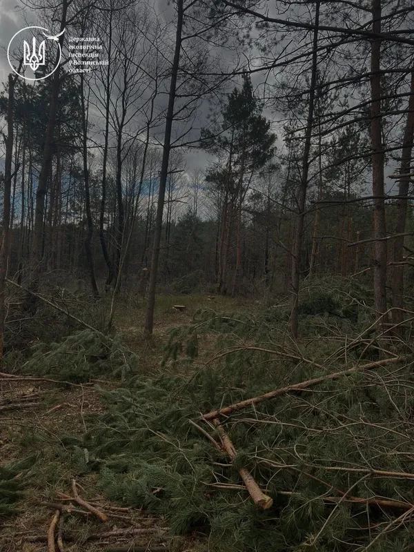 Зрубали 11 млн грн збитків: на Волині виявили незаконну вирубку лісу (фото)