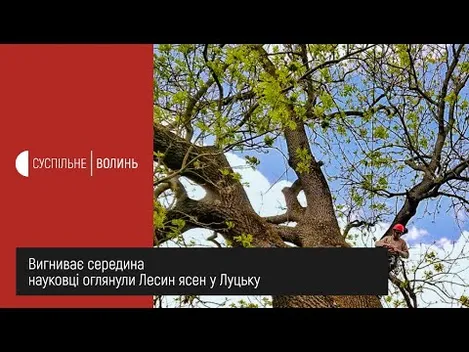 Лесин ясен може простояти ще десятки років, якщо його «оздоровити», – науковці