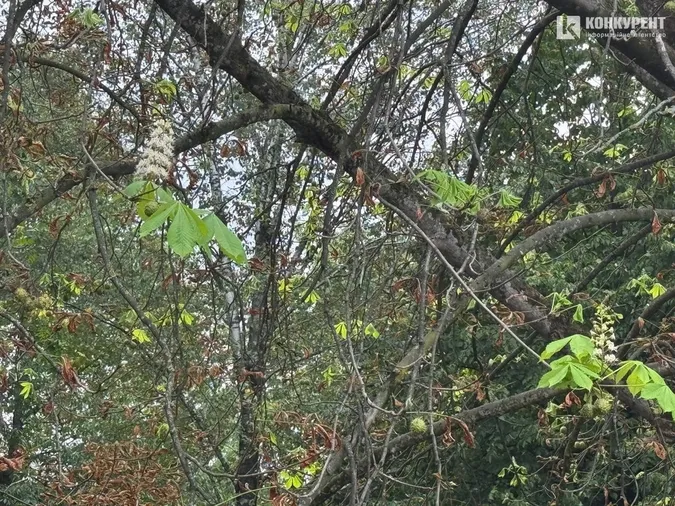 У Луцьку помітили аномалію – у вересні розквітли каштани (фото)