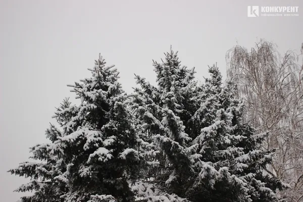 Як під Луцьком ростуть новорічні ялинки (фото, відео)