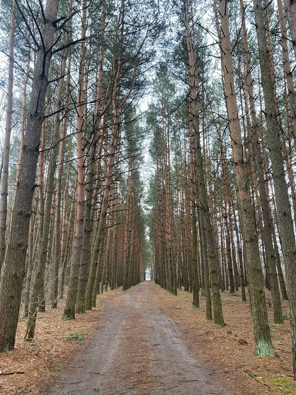 Хижаків побільшало: які тварини водяться у Шацькому нацпарку (фото)