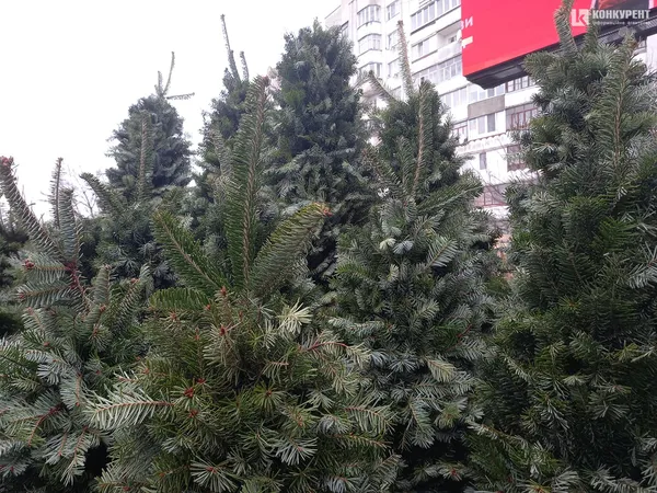 Від 80 до 800 гривень: які живі ялинки вже можна купити в Луцьку (фото, відео)
