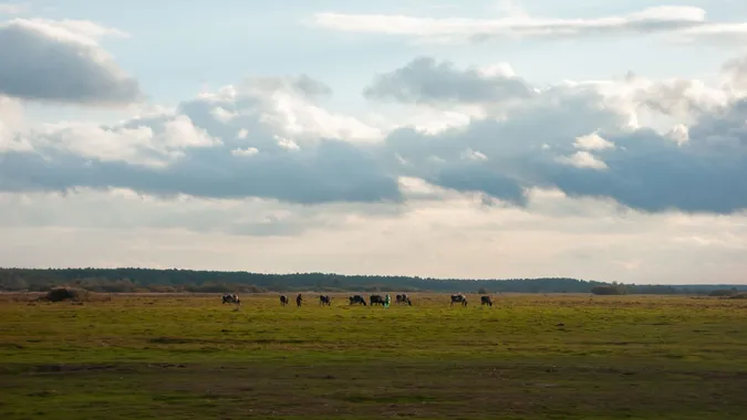 Простота, спокій, загадковість: осінь у селі на Волині (фото)