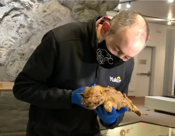 Кадри з дослідження арктичного ховраха