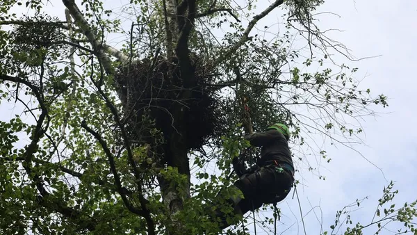 На Волині закільцювали птаха, який спарюється з іншим видом пернатих (фото)