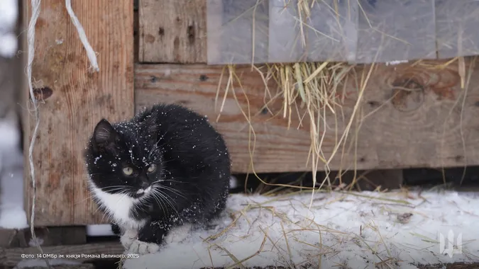 🐈Пухнасті муркотики з волинської бригади попозували для мімішних фото