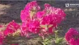 Пила нектар із квітів: у Луцьку помітили колібрі? (відео)