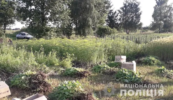 На волинянок завели кримінал через мак і коноплі на городі (фото)